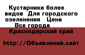 Кустарники более 100 видов. Для городского озеленения › Цена ­ 70 - Все города  »    . Краснодарский край